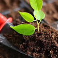 Торф картинка
